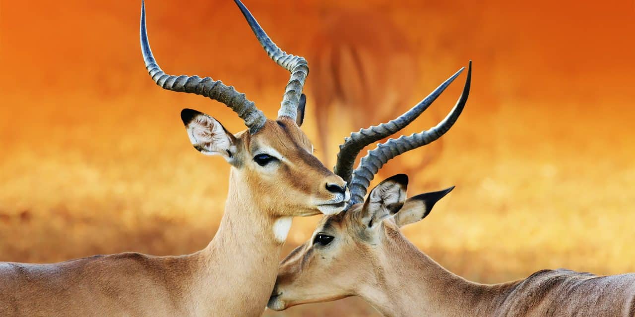 https://mytravelxp.com/wp-content/uploads/2021/03/africa-impala-eastern-southern-africa-namibia-istock-542829462-etienne_outram-2048x1365web-1280x640.jpg
