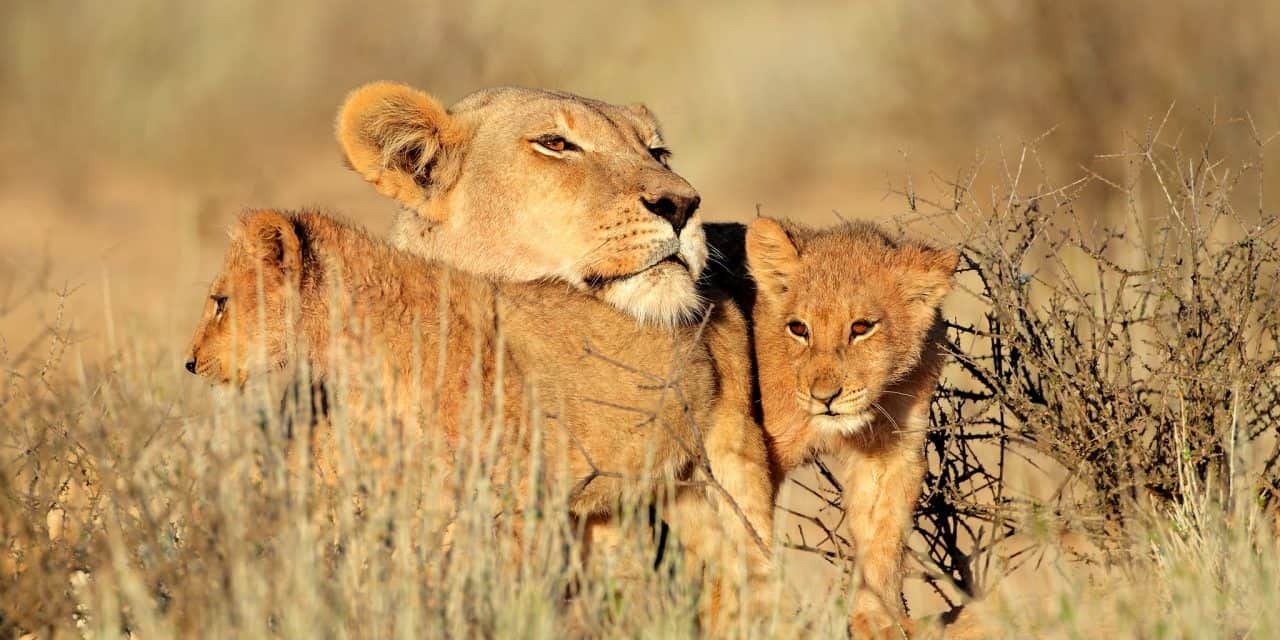 https://mytravelxp.com/wp-content/uploads/2021/03/south-africa-lion-cubs-istock-477498646-ecopic-2048x1365web-1280x640.jpg