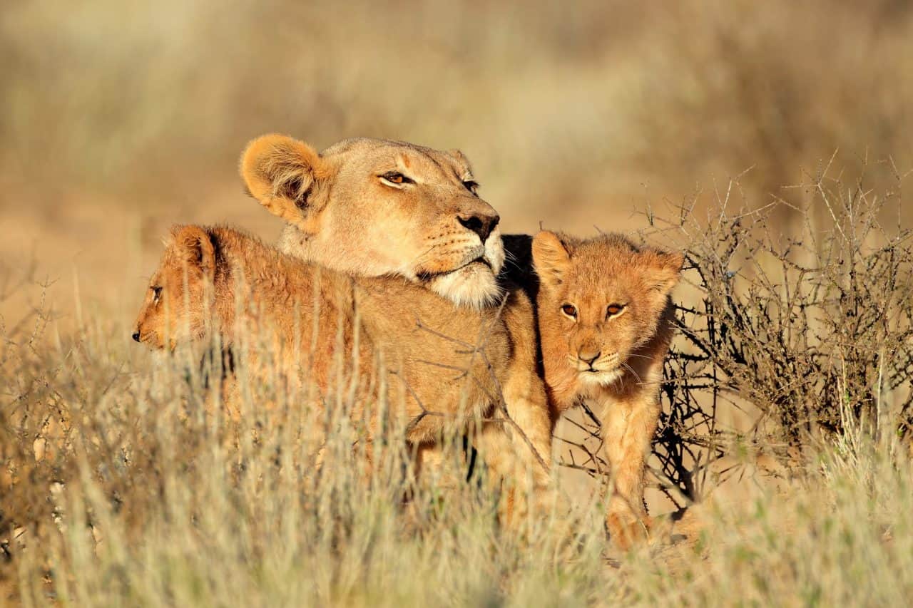 South Africa lion and cubs