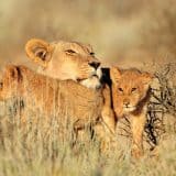South Africa lion and cubs