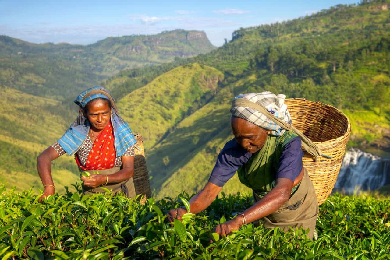 Tea plantation Sri Lanka