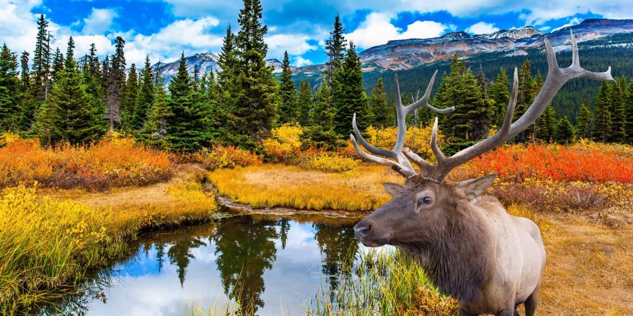 Alaska Cruise, National Parks Tour, Rocky Mountaineer & More