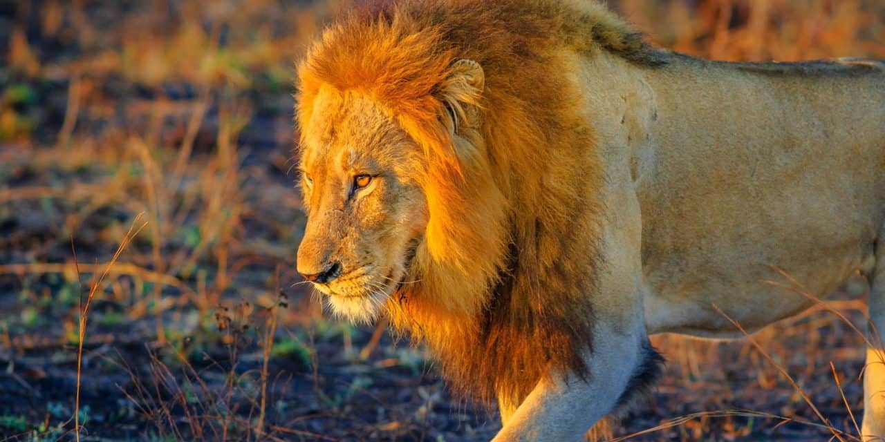 https://mytravelxp.com/wp-content/uploads/2022/04/south-africa-kruger-lion-cgy-2048x1366web-1280x640.jpg