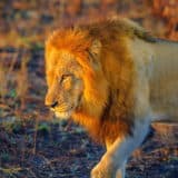 South Africa Lion in Kruger National Park