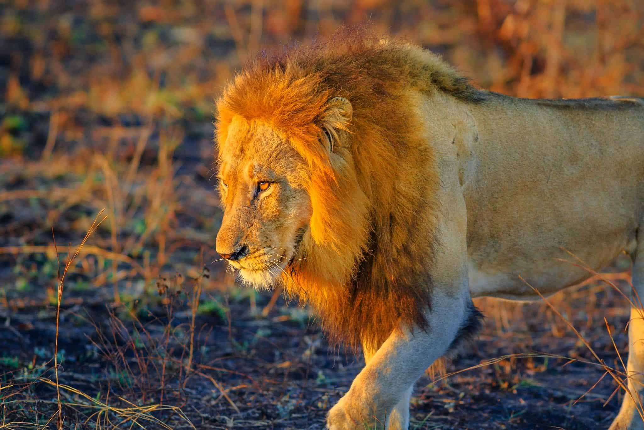 South Africa Lion in Kruger National Park