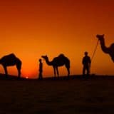 Camels silhouettes in Pushkar India
