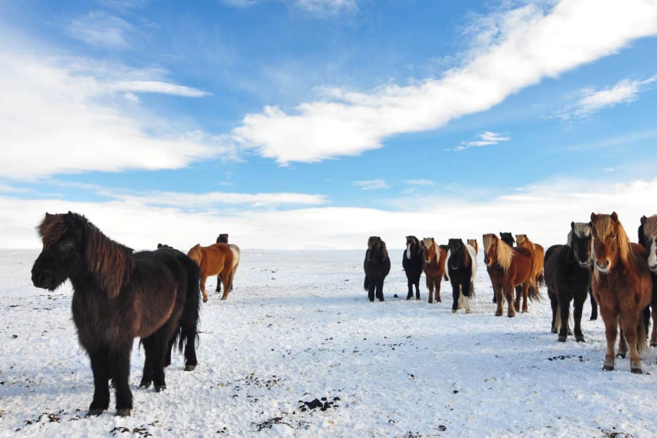 Icelandic ponies in the snow