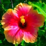 Samoa colourful hibiscus