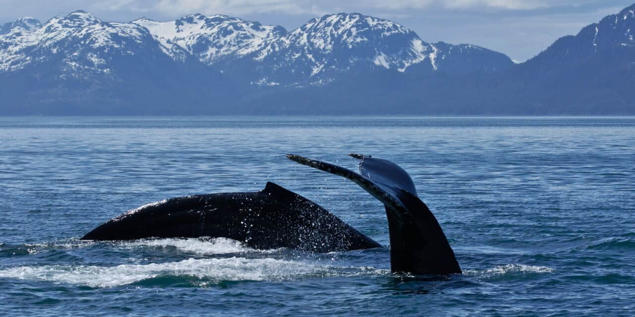 https://mytravelxp.com/wp-content/uploads/2022/11/usa-alaska-whales-009_Bill_Eichenlaub-2048x1365-1-1280x640.jpg