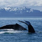 Whales in Alaska USA