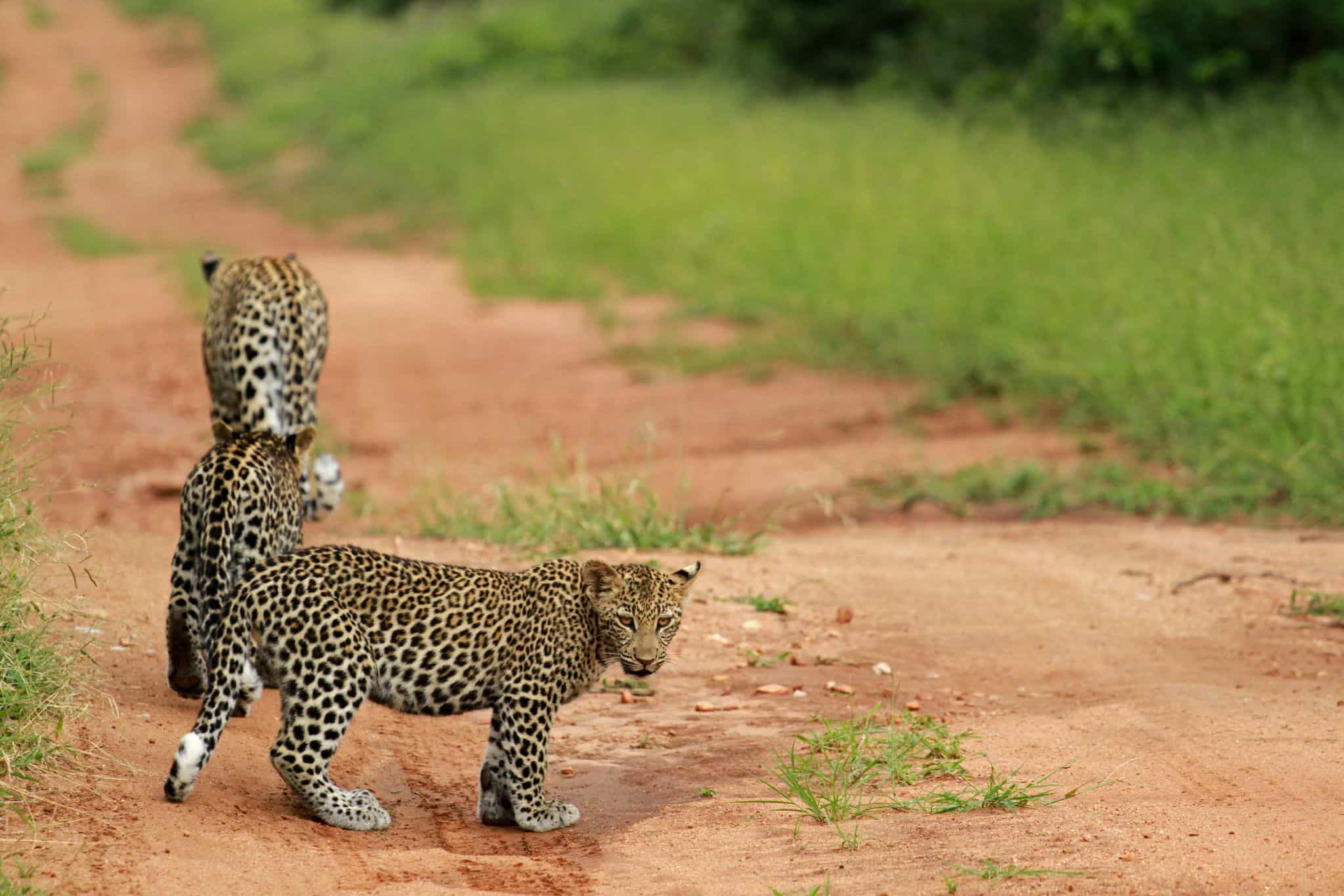 Leopard cubs on path in Kruger National Park South Africa