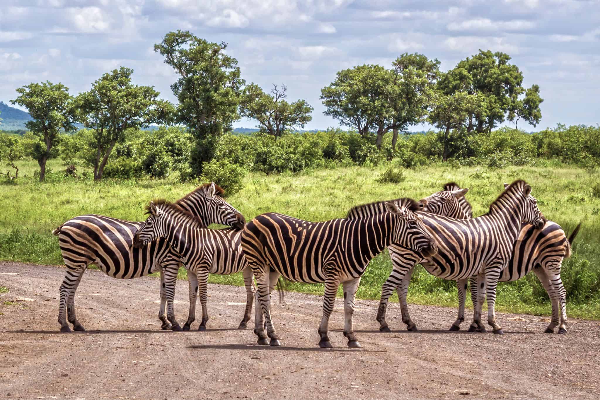 Group of Zebras in Kruger National Park South Africa