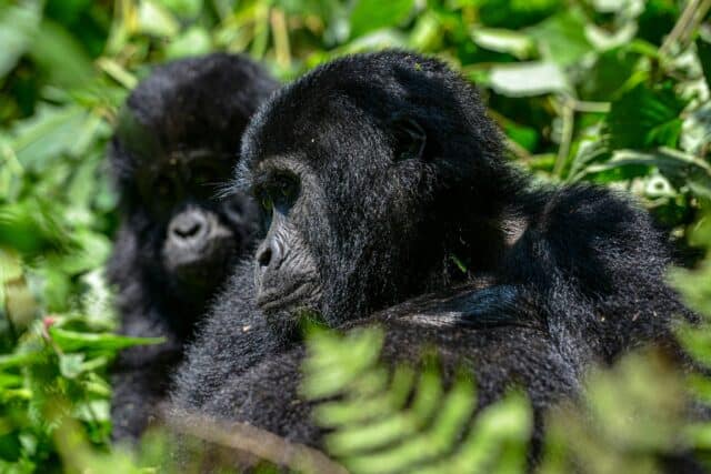 Mountain gorillas sitting in bushes in Bwindi Impenetrable Forest in Uganda