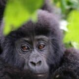 Baby mountain gorilla in the forest in Uganda