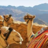 Camels at Mt Sinai Egypt