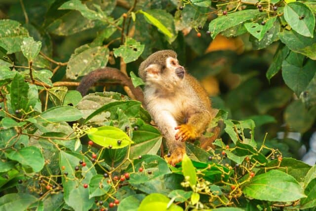 Squirrel monkey in Amazon rainforest, Ecuador