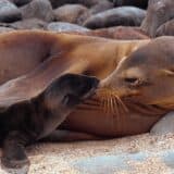 Galapagos Islands sea lions