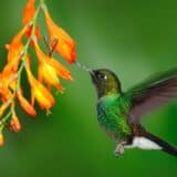 Hummingbird feeding, Ecuador
