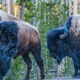 Bison of Yellowstone National Park