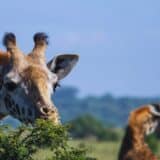 Giraffe feeding in the Masai Mara, Kenya