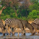 Zebras at Hwange National Park Zimbabwe