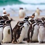 Magellanic Penguins on the Falkland Islands